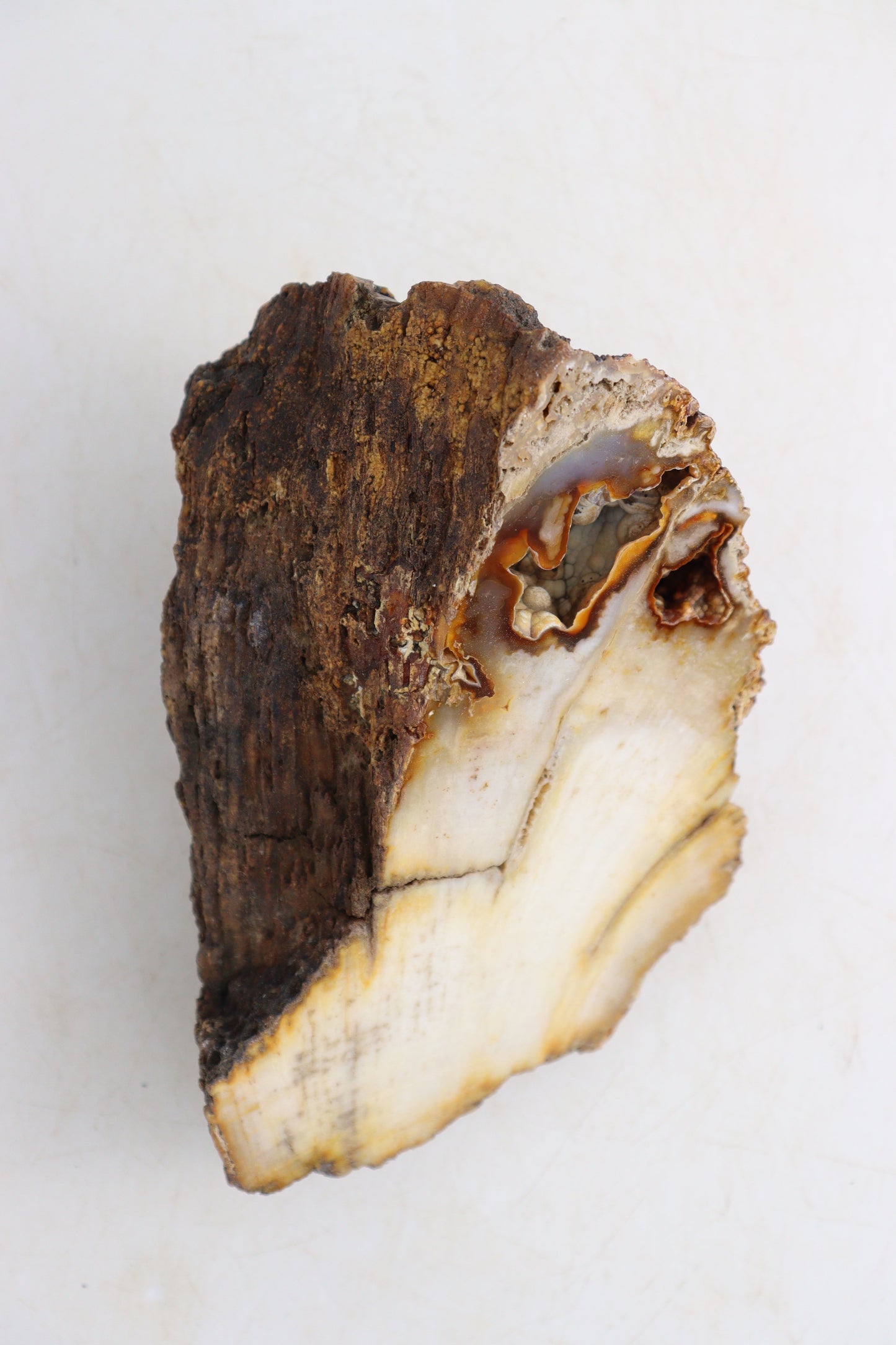 Coral Fossil Flat - Expert Supplier of Wholesale Crystals & Bulk Gemstones
