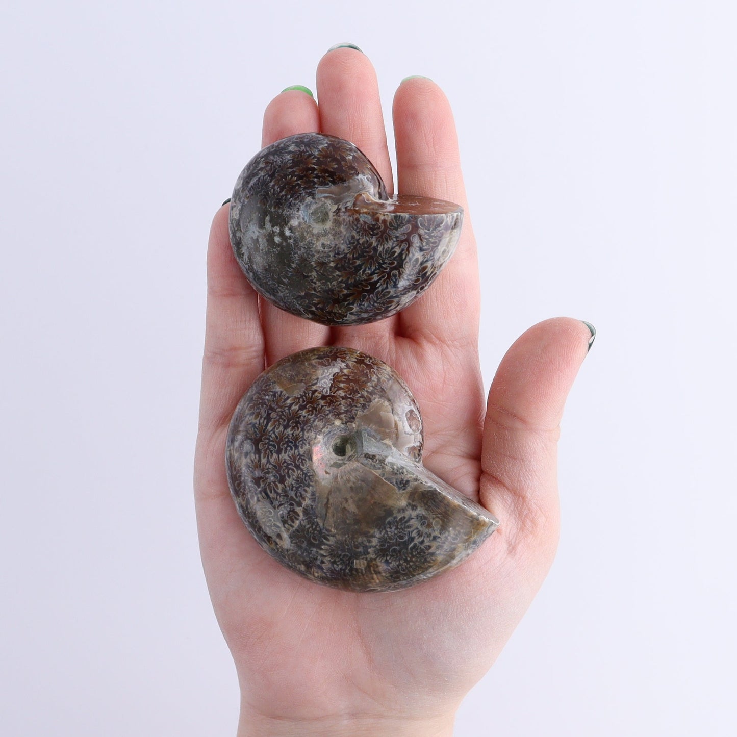 Ammonite Shells Set of 9 | Mi Esperanza Minerals | Supplier of Crystals and Onyx