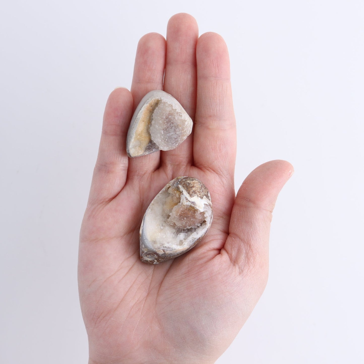 Crystalized Shells Set of 15
