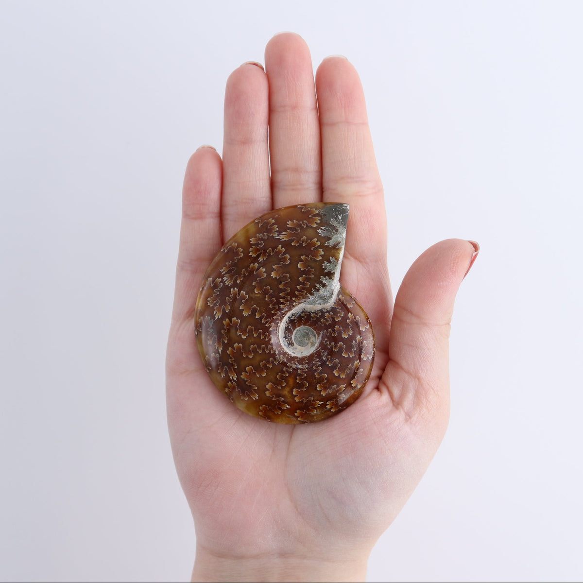 Ammonite Shells Set of 5