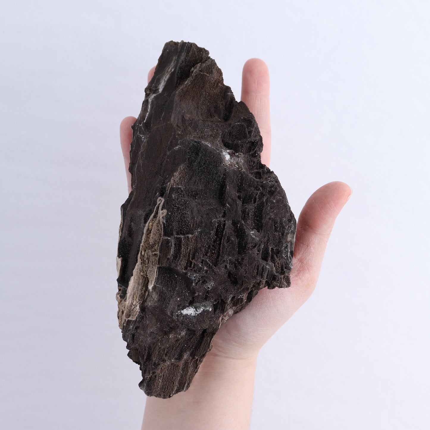 Permineralized Wood Flat of 5 | Mi Esperanza Minerals | Supplier of Crystals and Onyx