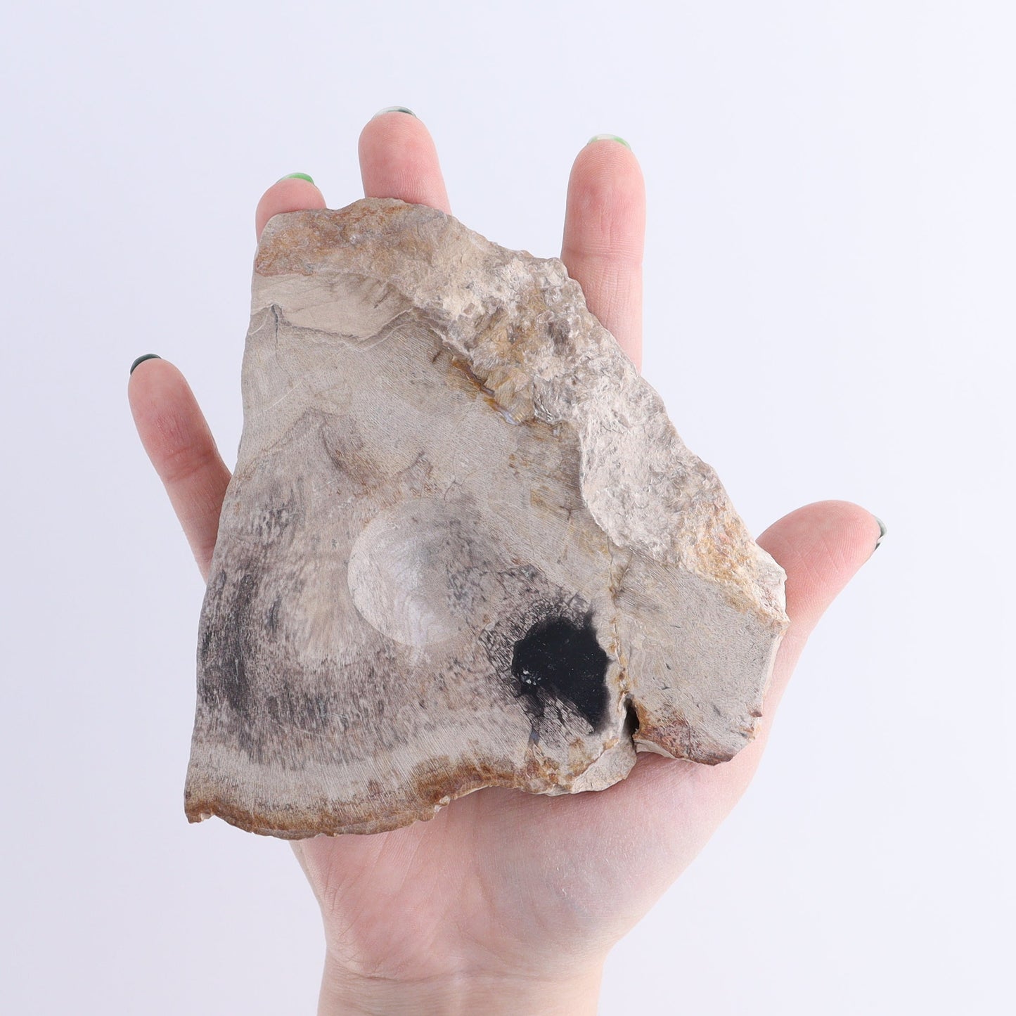 Petrified Wood Sphere Holders Set of 5 | Mi Esperanza Minerals | Supplier of Crystals and Onyx