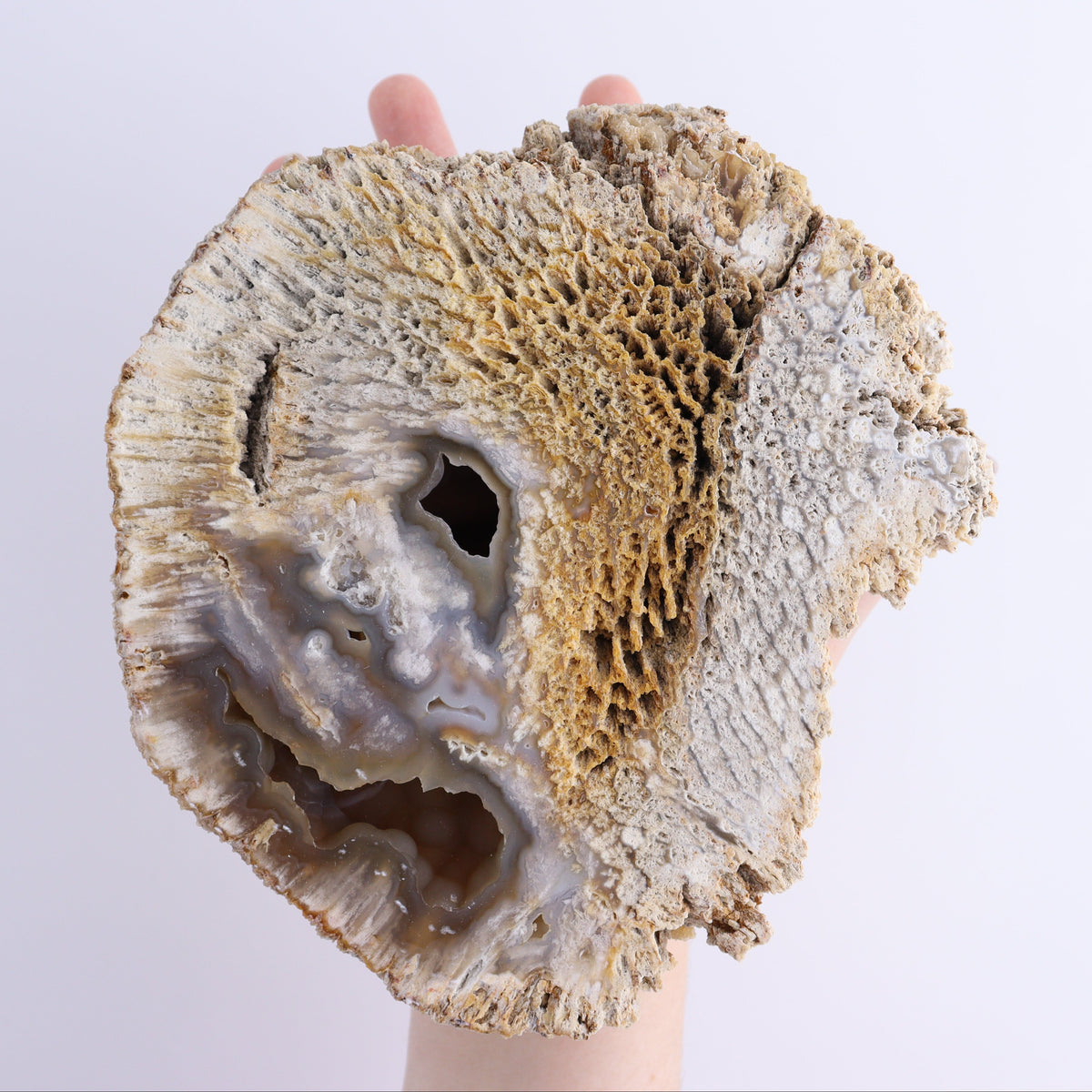 Agatized Coral Flat | Mi Esperanza Minerals | Supplier of Crystals and Onyx