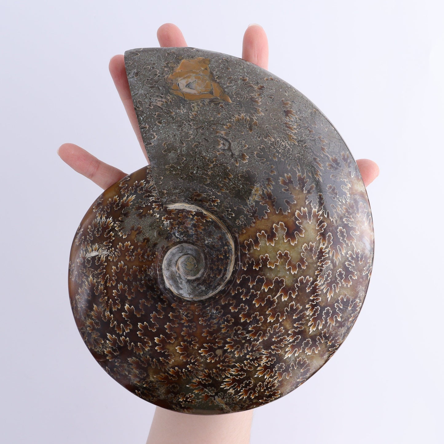 Ammonite Shell | Mi Esperanza Minerals | Supplier of Crystals and Onyx