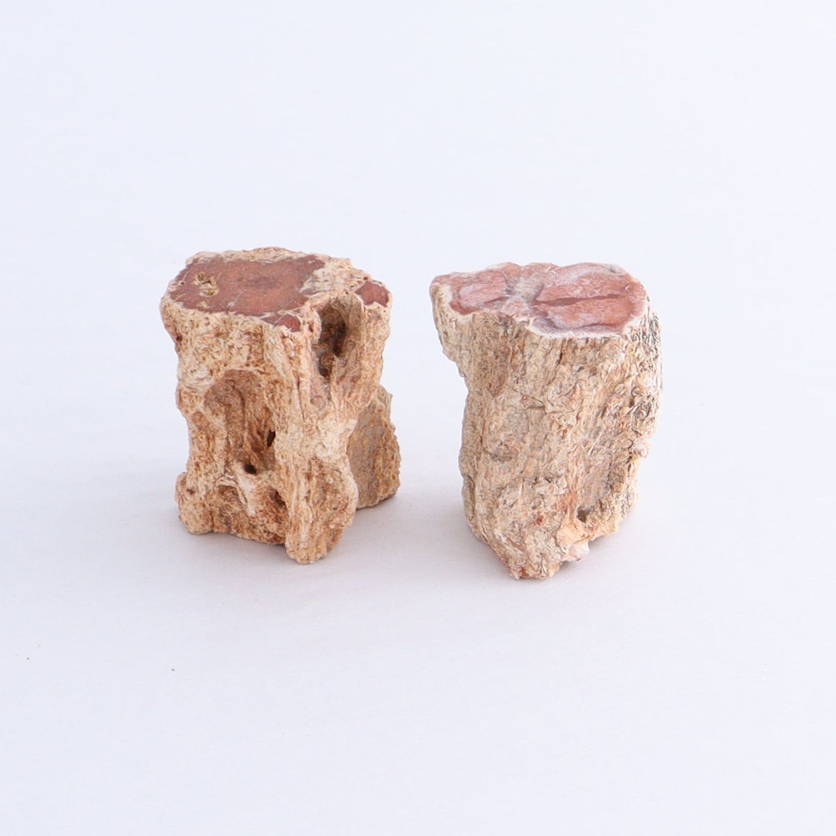 Petrified Wood Cut Bases Set of 10 | Mi Esperanza Minerals | Supplier of Crystals and Onyx