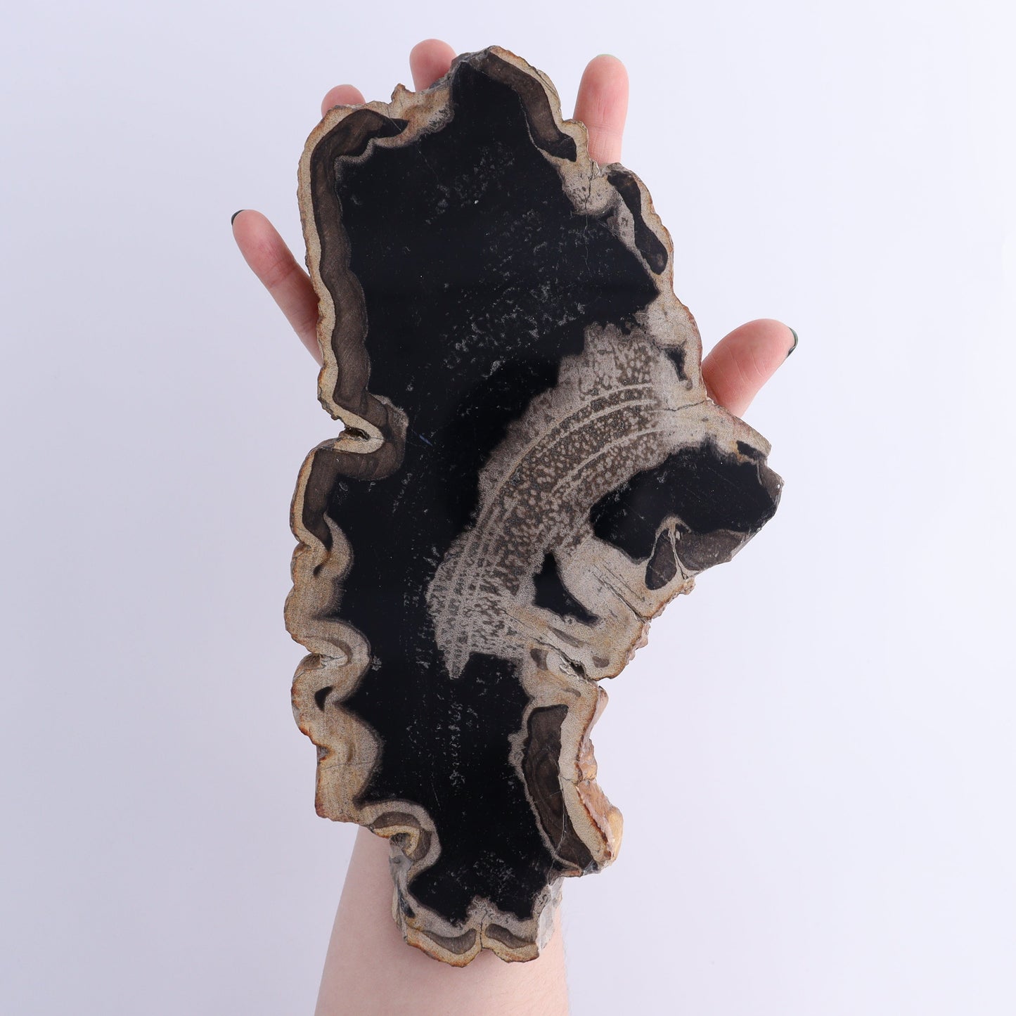 Petrified Wood Slices & Slabs Set of 4 | Mi Esperanza Minerals | Supplier of Crystals and Onyx