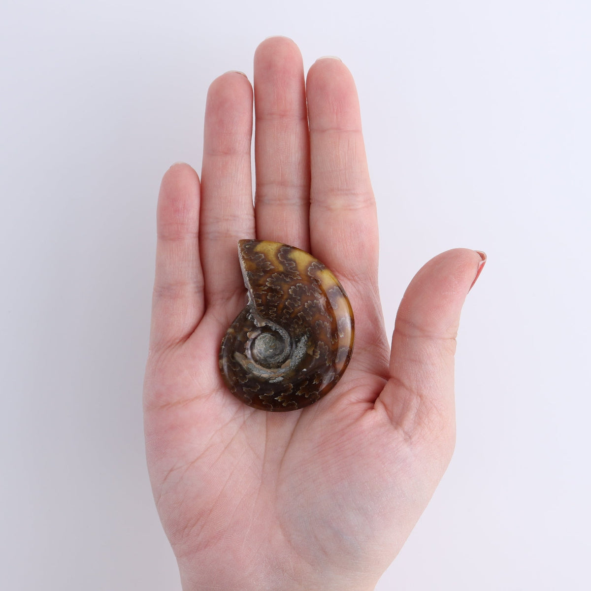 Ammonite Shells Set of 4