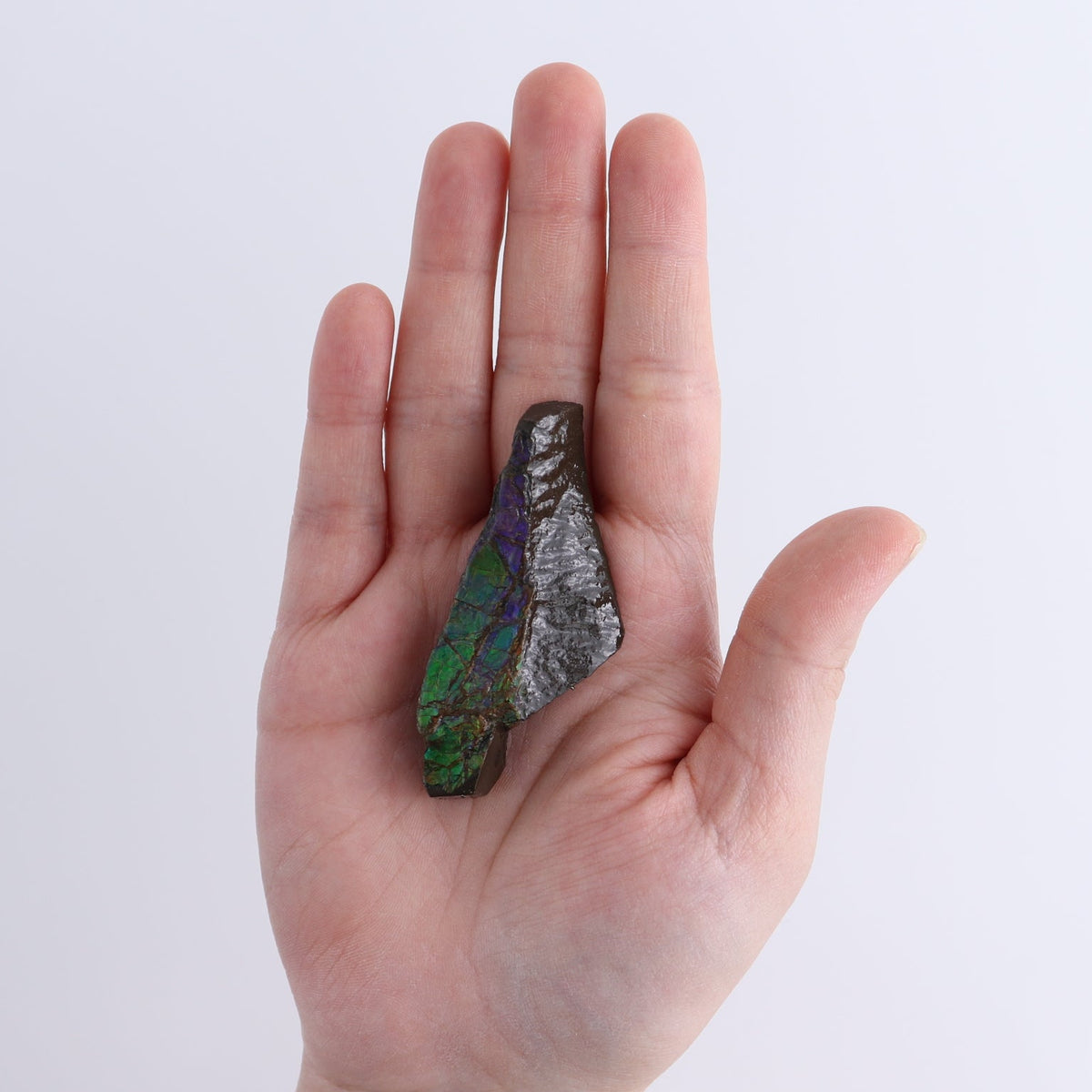 Ammolite Rough Set of 3