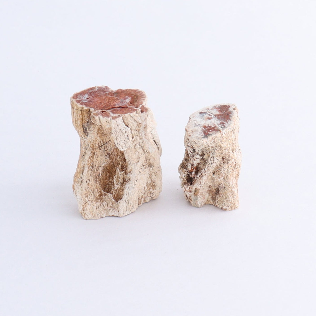 Petrified Wood Cut Bases Set of 10 | Mi Esperanza Minerals | Supplier of Crystals and Onyx