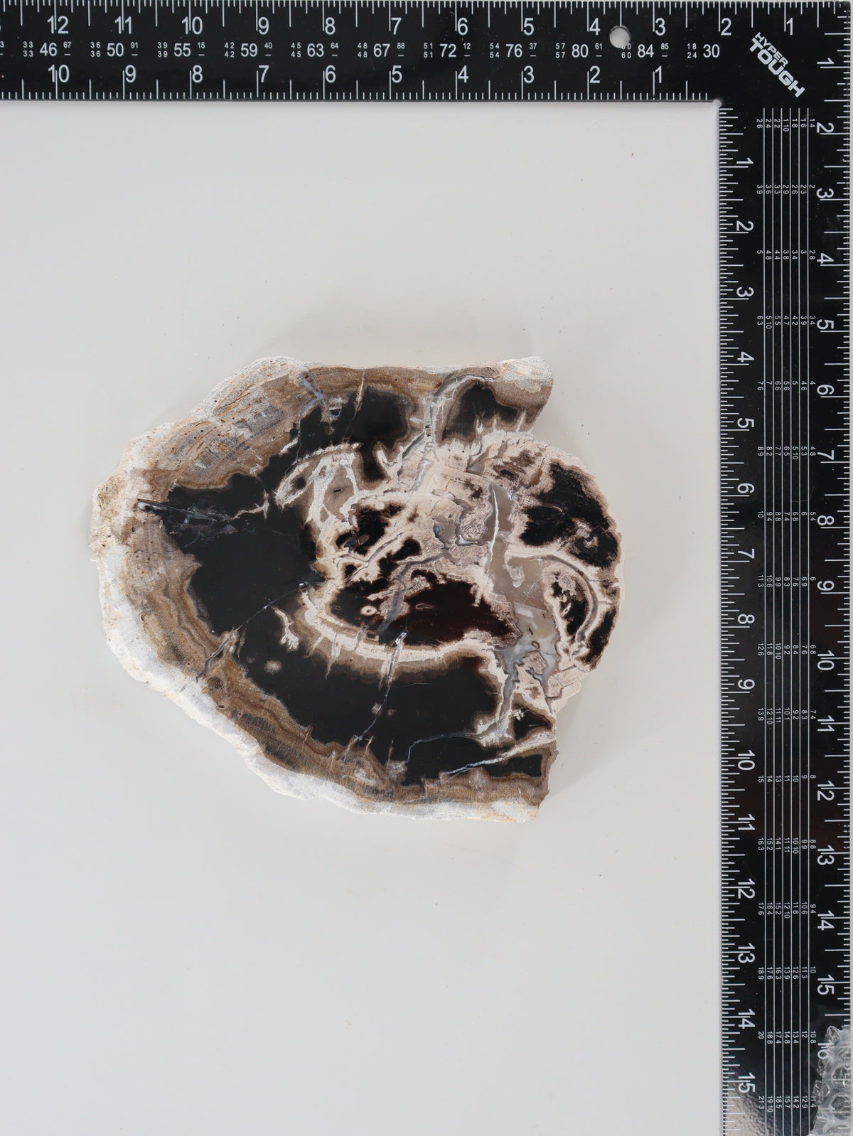 Petrified Wood Slices and Slabs Set of 3 - wholesale crystals