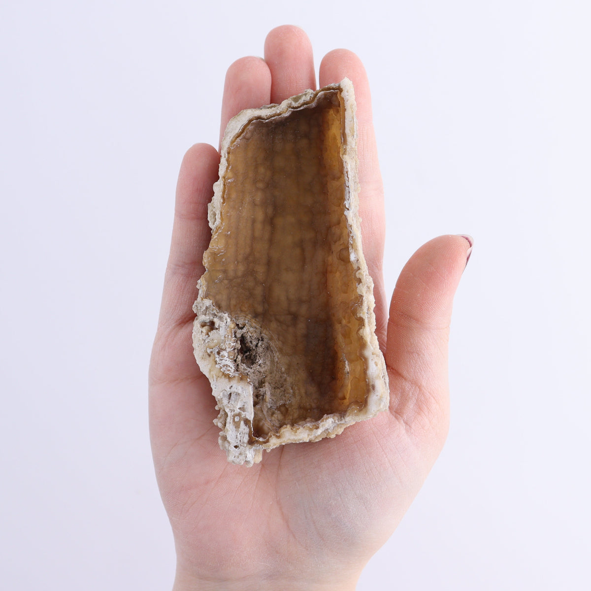 Agatized Coral Flat | Mi Esperanza Minerals | Supplier of Crystals and Onyx