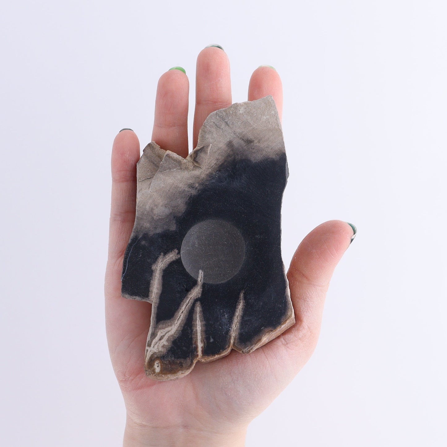 Petrified Wood Sphere Holders Set of 5 | Mi Esperanza Minerals | Supplier of Crystals and Onyx