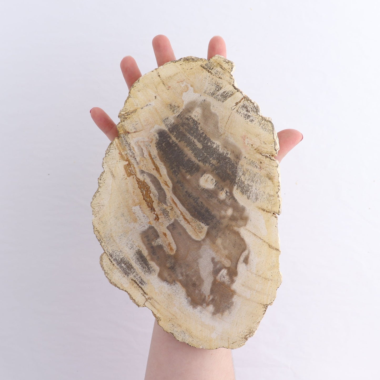 Petrified Wood Slices & Slabs Set of 4 | Mi Esperanza Minerals | Supplier of Crystals and Onyx