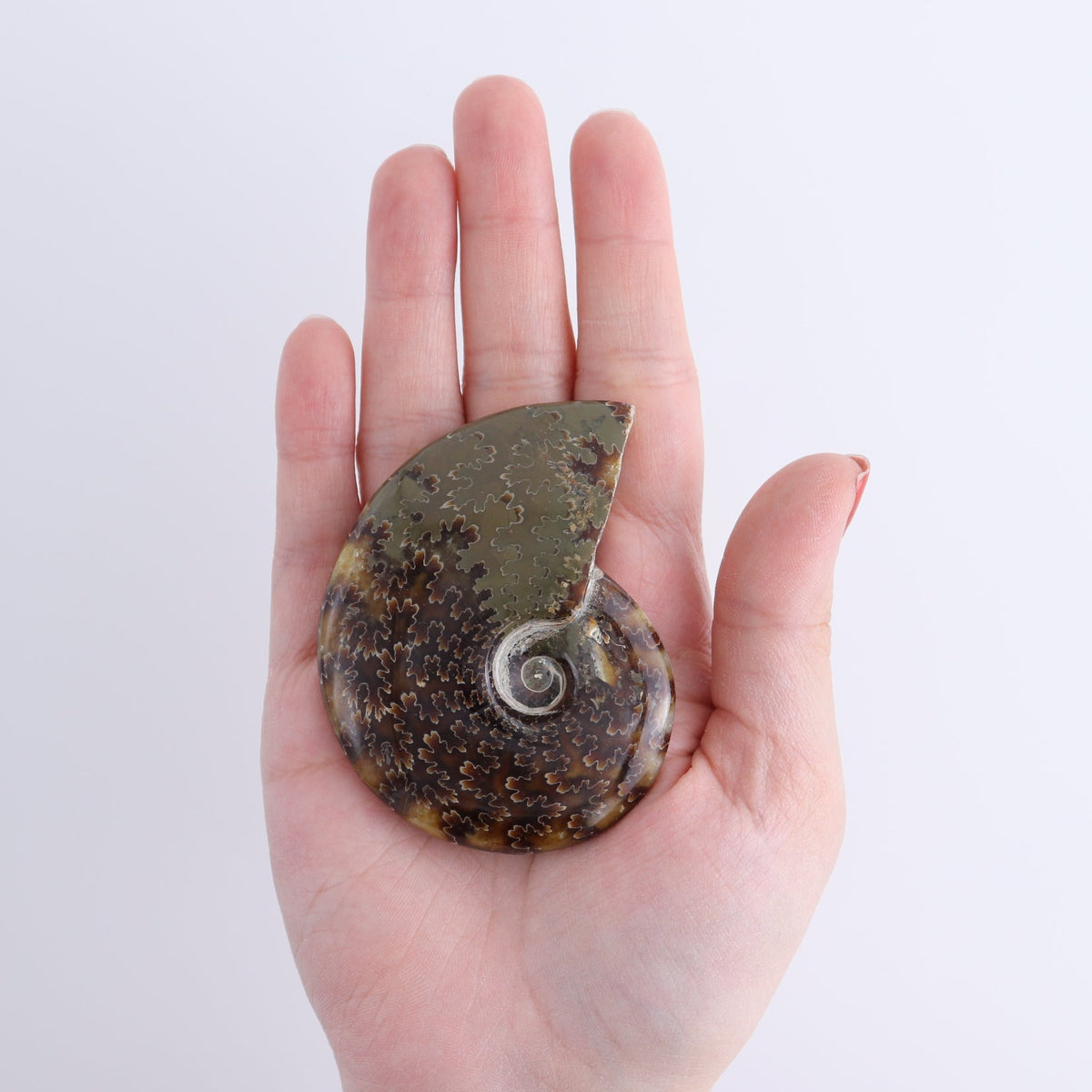 Ammonite Shells Set of 5