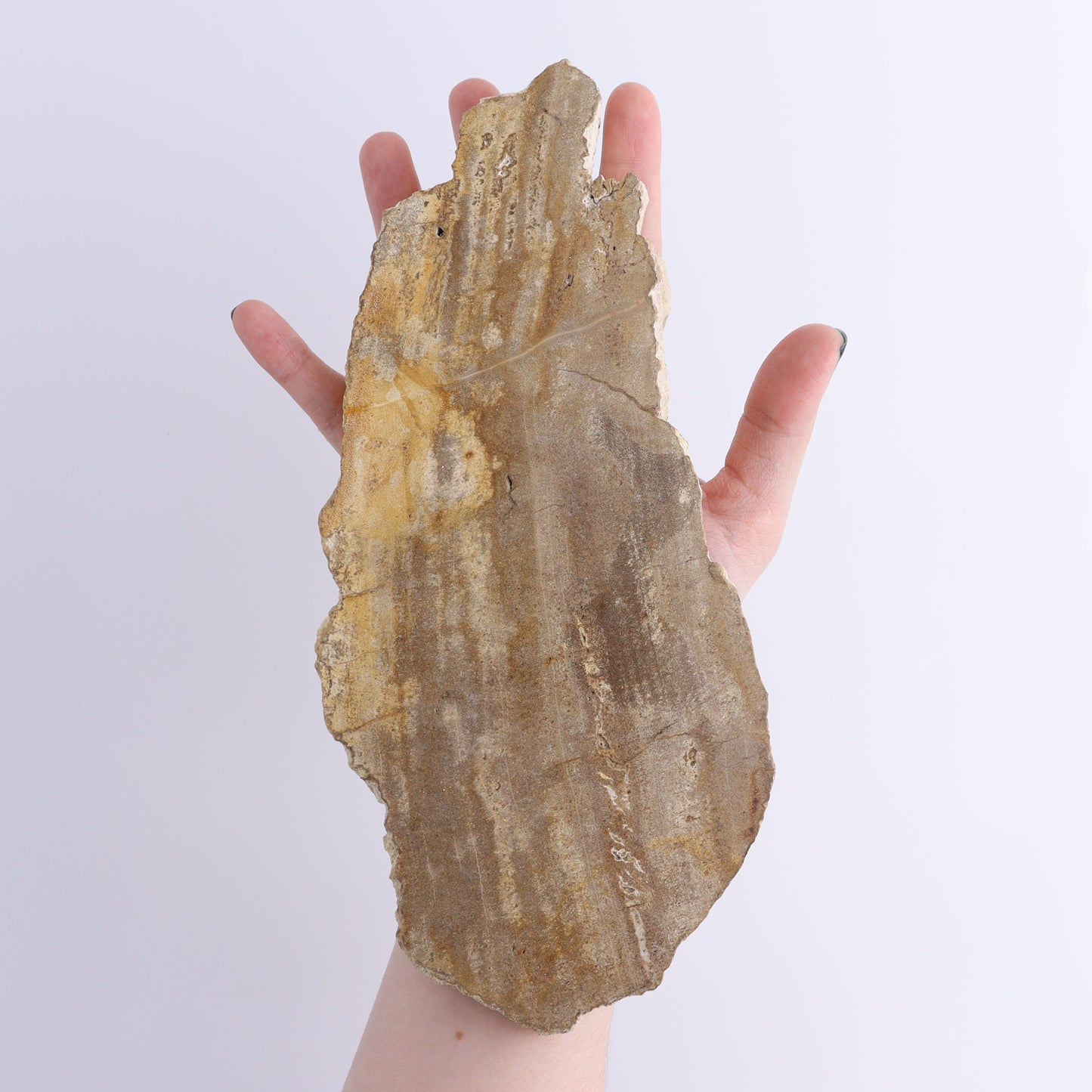 Petrified Wood Slices & Slabs Set of 5 | Mi Esperanza Minerals | Supplier of Crystals and Onyx