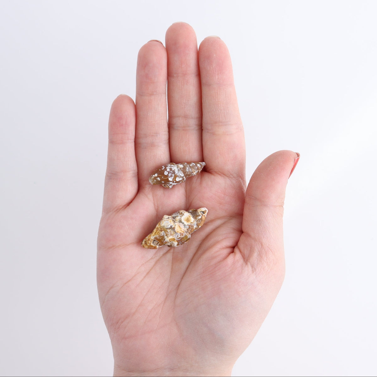 Agate-Replaced Shells Set of 18 - wholesale crystals