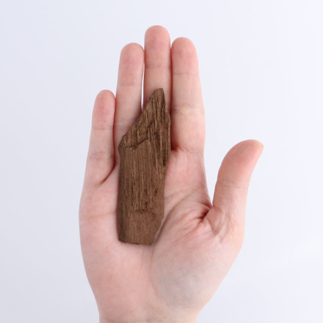 Permineralized Wood Flat of 24