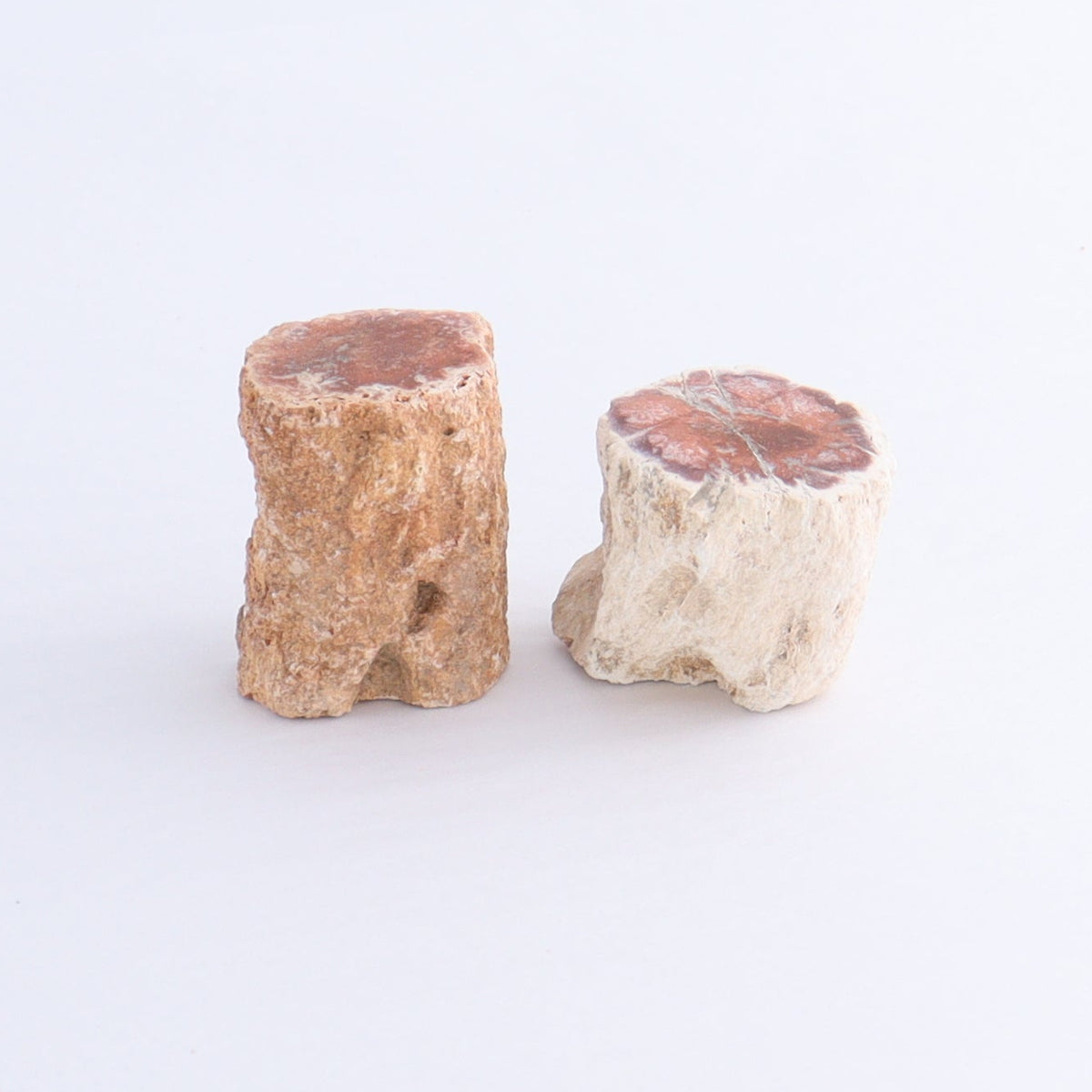 Petrified Wood Cut Bases Set of 10 | Mi Esperanza Minerals | Supplier of Crystals and Onyx