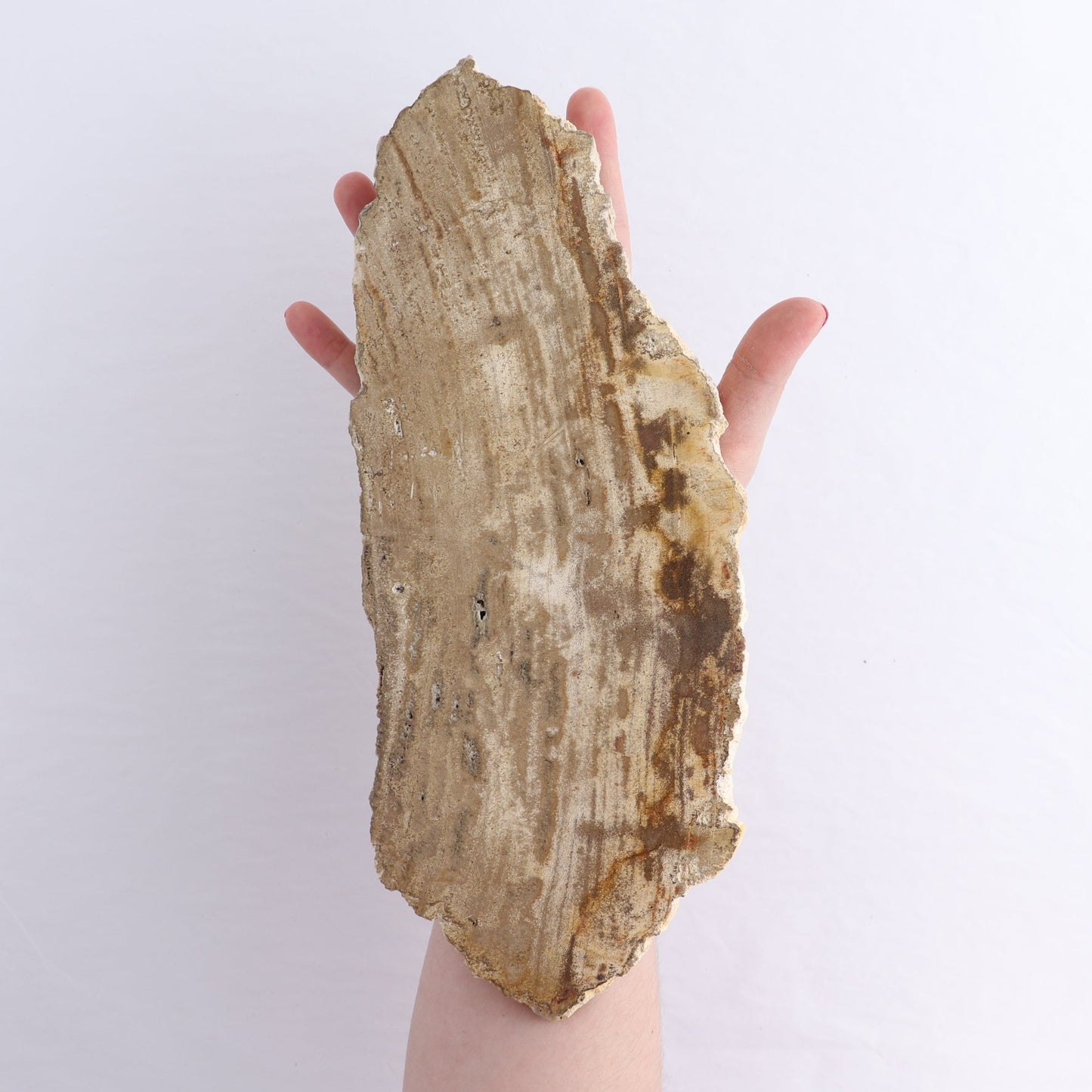 Petrified Wood Slices & Slabs Set of 4
