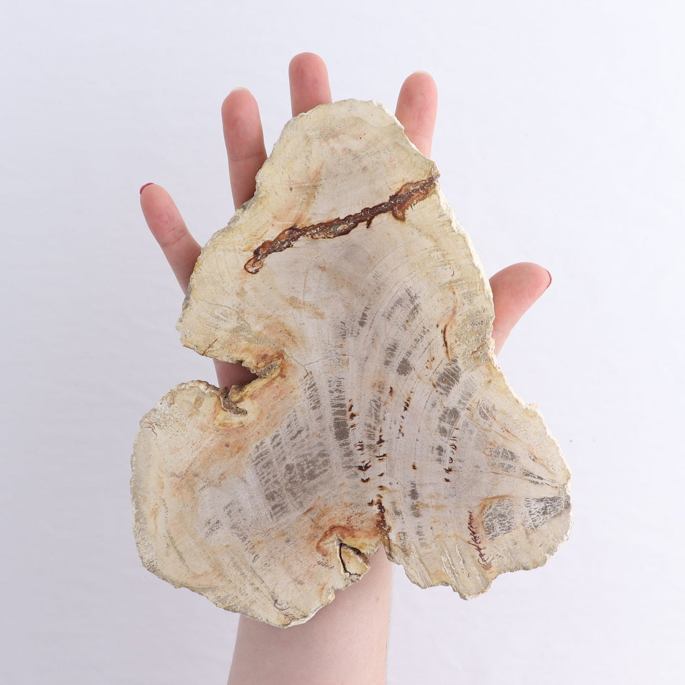 Petrified Wood Slices & Slabs Set of 4