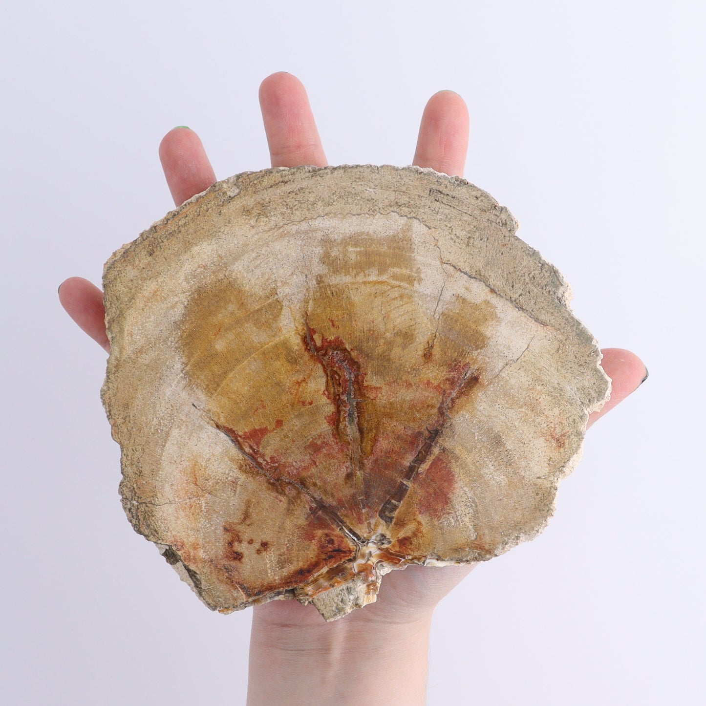 Petrified Wood Slices & Slabs Set of 4 | Mi Esperanza Minerals | Supplier of Crystals and Onyx