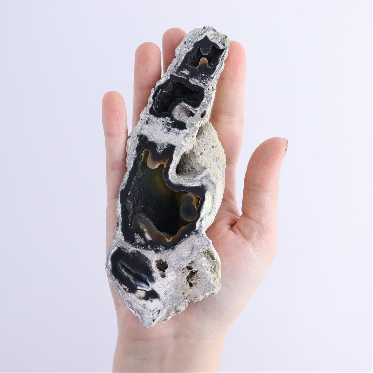 Agatized Coral Flat | Mi Esperanza Minerals | Supplier of Crystals and Onyx