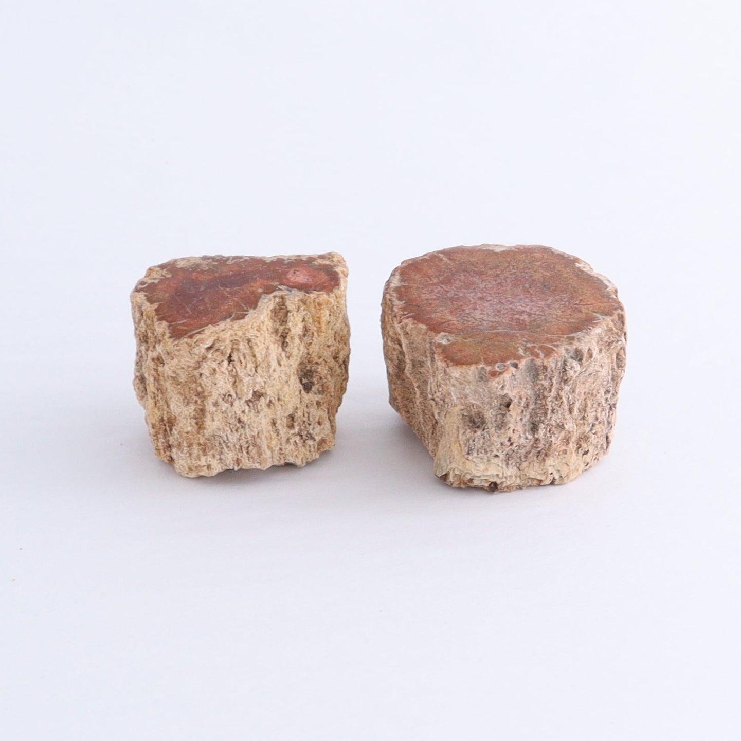 Petrified Wood Cut Bases Set of 10 | Mi Esperanza Minerals | Supplier of Crystals and Onyx