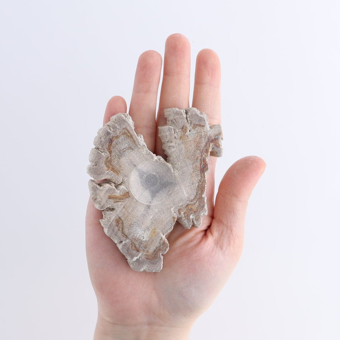 One Small Petrified Wood Sphere Holder