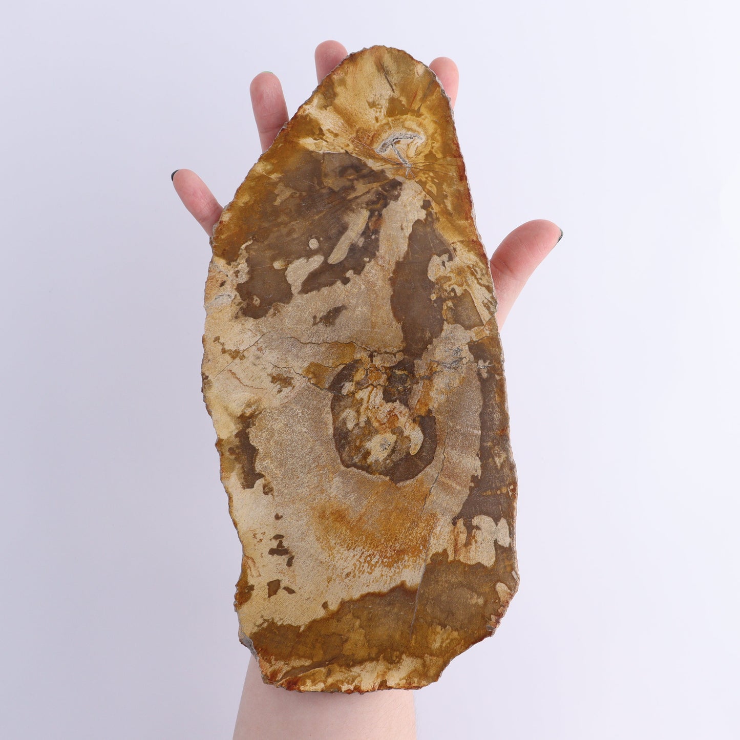 Petrified Wood Slices & Slabs Set of 4 | Mi Esperanza Minerals | Supplier of Crystals and Onyx