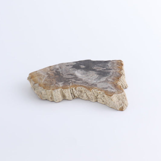 One Petrified Wood Sphere Holder