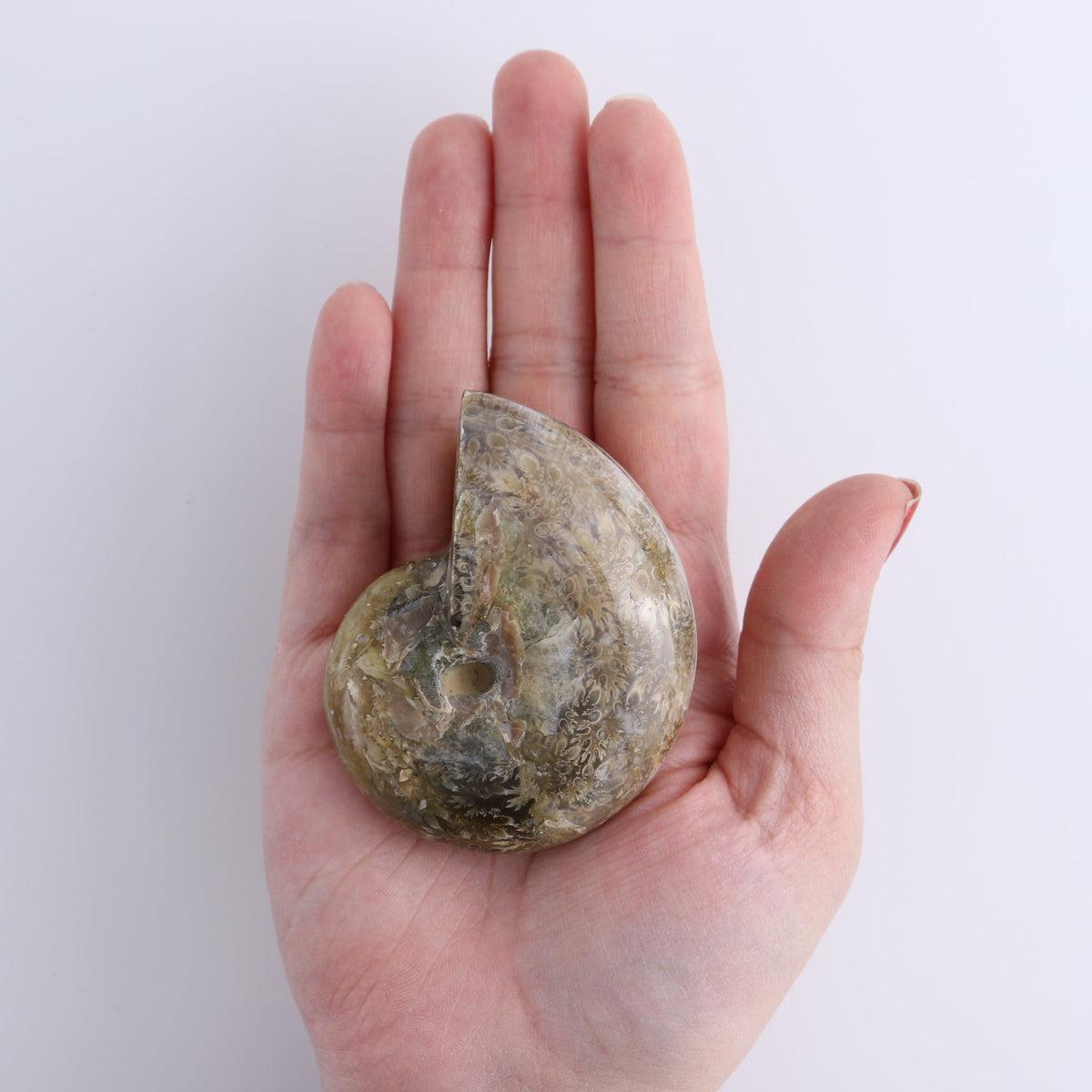 Ammonite Shells Set of 4