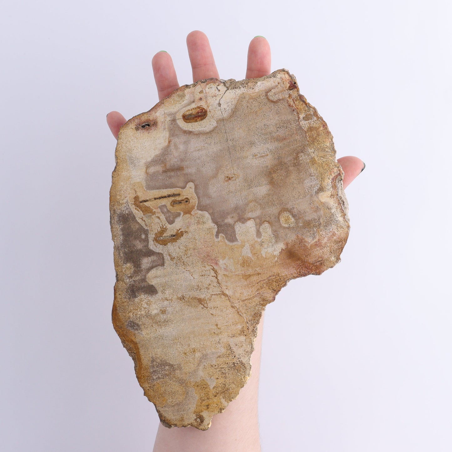 Petrified Wood Slices & Slabs Set of 4 | Mi Esperanza Minerals | Supplier of Crystals and Onyx