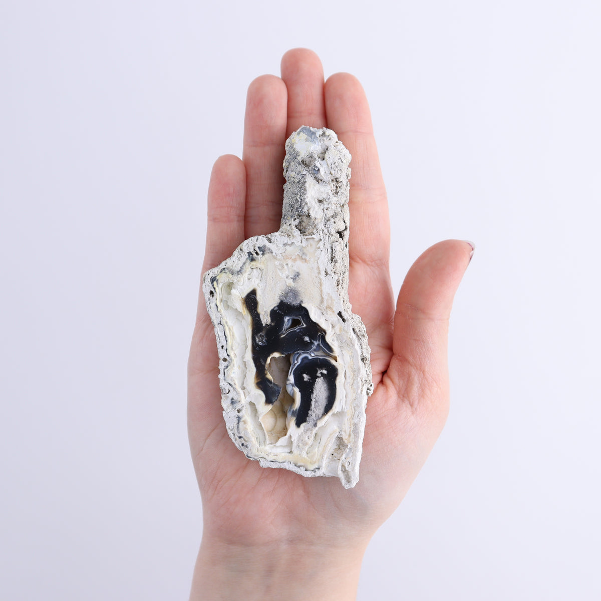 Agatized Coral Flat | Mi Esperanza Minerals | Supplier of Crystals and Onyx