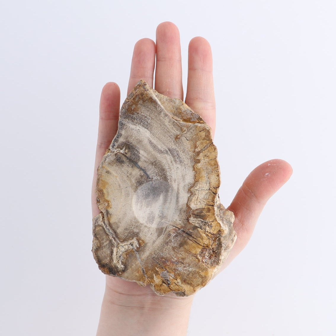 One Petrified Wood Sphere Holder
