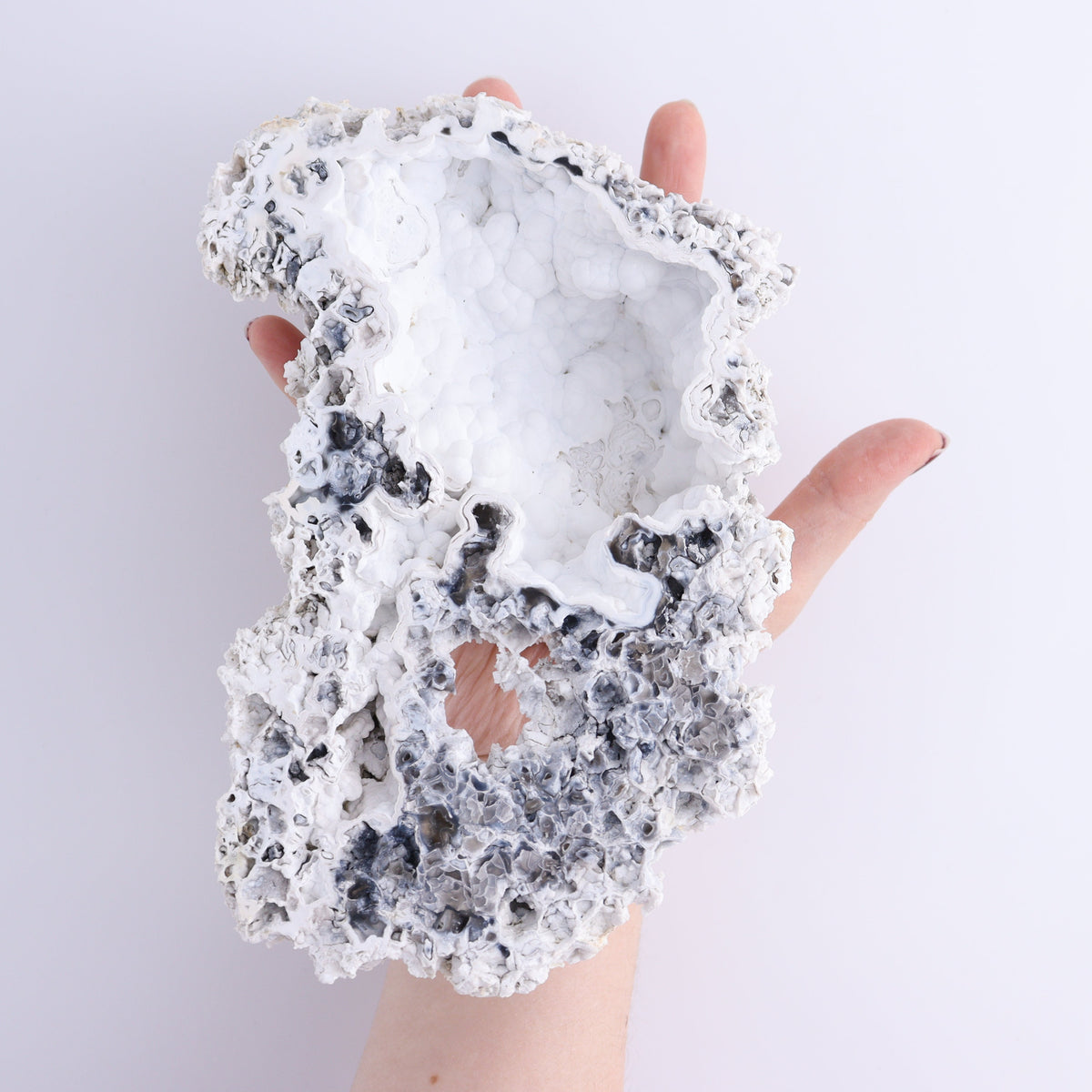 Agatized Coral Flat | Mi Esperanza Minerals | Supplier of Crystals and Onyx