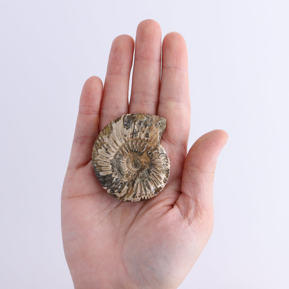 Fossilized Ammonite Set of 9 | Mi Esperanza Minerals | Supplier of Crystals and Onyx