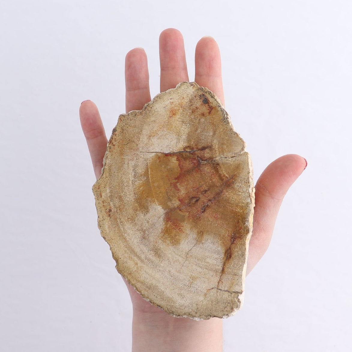 Petrified Wood Slices & Slabs Set of 4