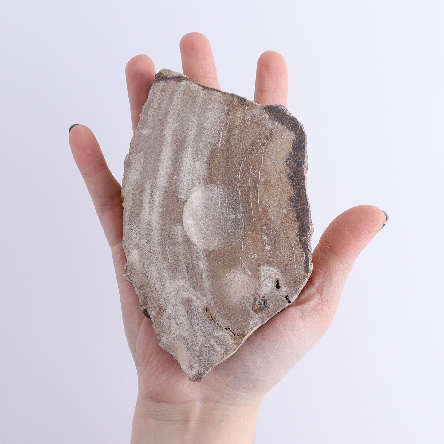 Petrified Wood Sphere Holders Set of 5 | Mi Esperanza Minerals | Supplier of Crystals and Onyx