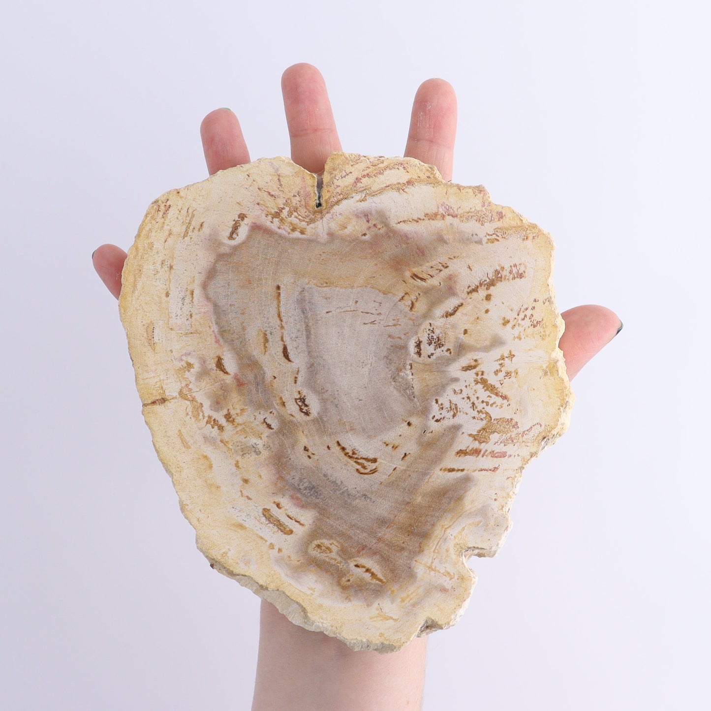 Petrified Wood Slices & Slabs Set of 5 | Mi Esperanza Minerals | Supplier of Crystals and Onyx