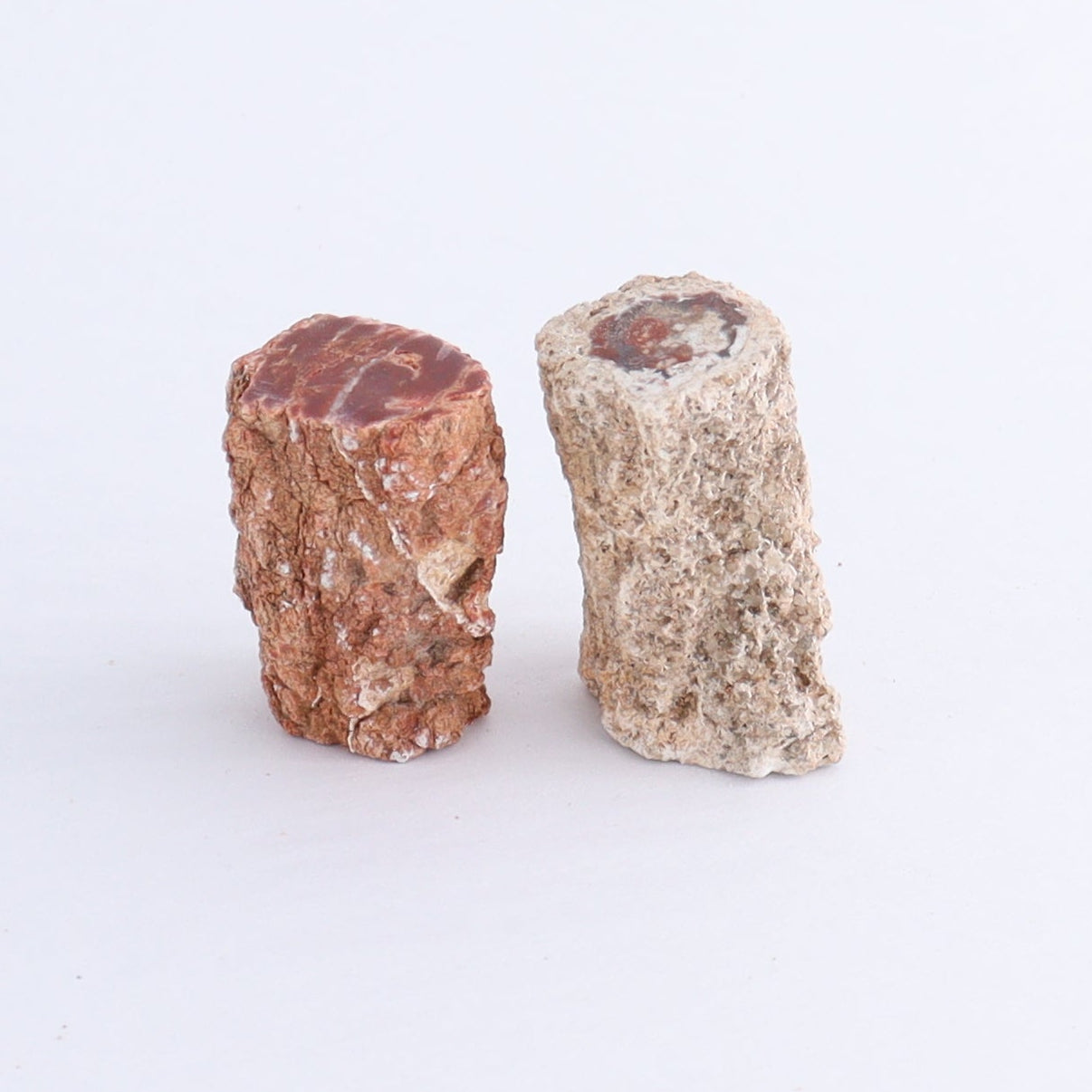 Petrified Wood Cut Bases Set of 10 | Mi Esperanza Minerals | Supplier of Crystals and Onyx