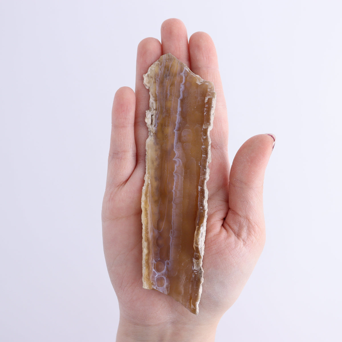 Agatized Coral Flat | Mi Esperanza Minerals | Supplier of Crystals and Onyx