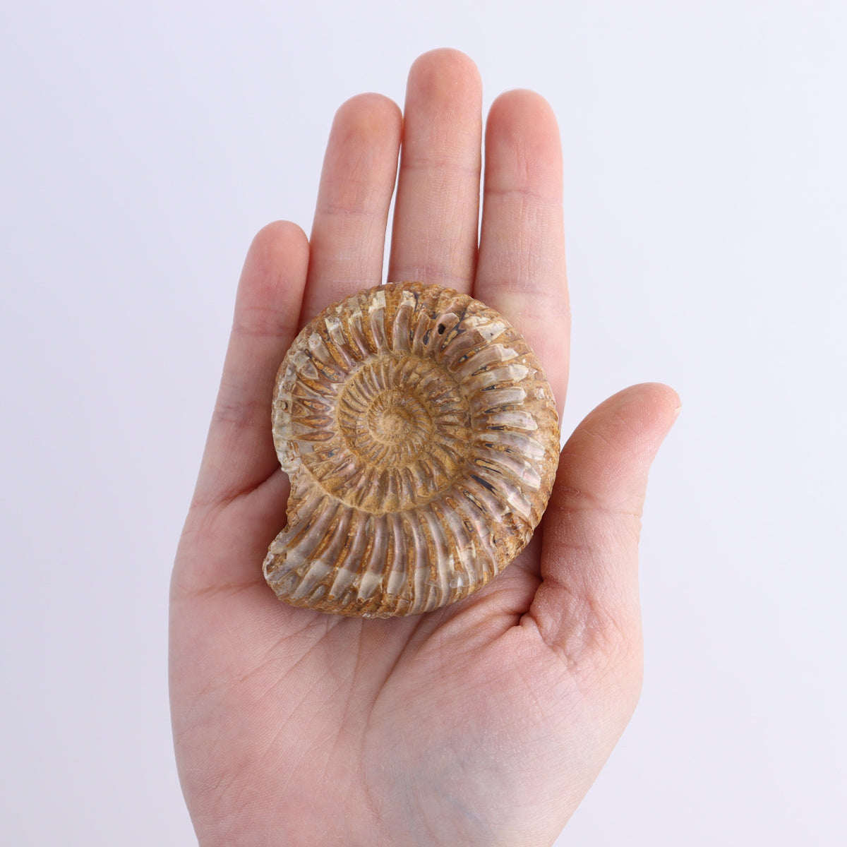 Fossilized Ammonite Set of 9 | Mi Esperanza Minerals | Supplier of Crystals and Onyx