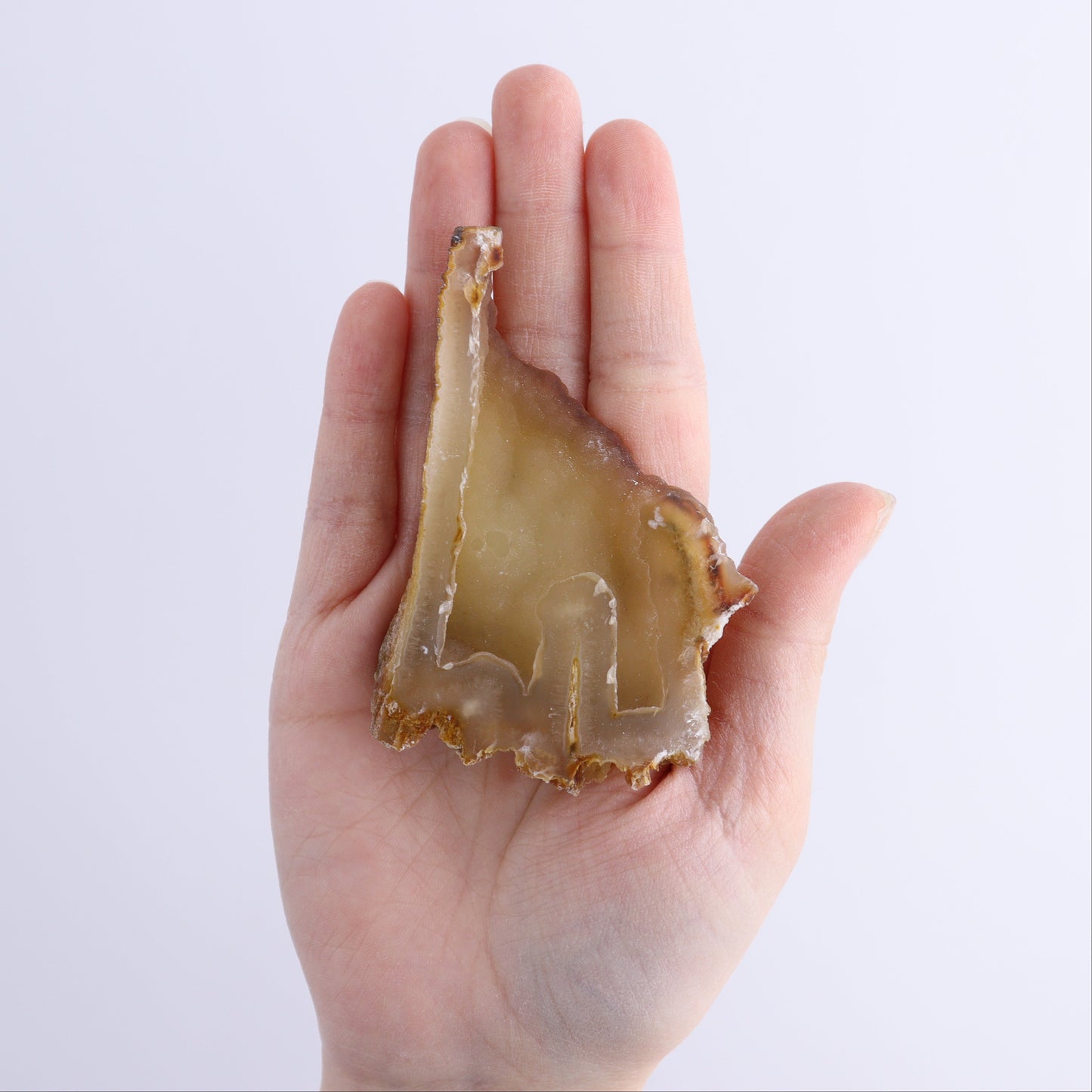 Agatized Coral Flat | Mi Esperanza Minerals | Supplier of Crystals and Onyx