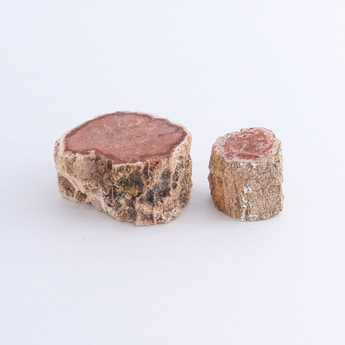 Petrified Wood Cut Bases Set of 10 | Mi Esperanza Minerals | Supplier of Crystals and Onyx