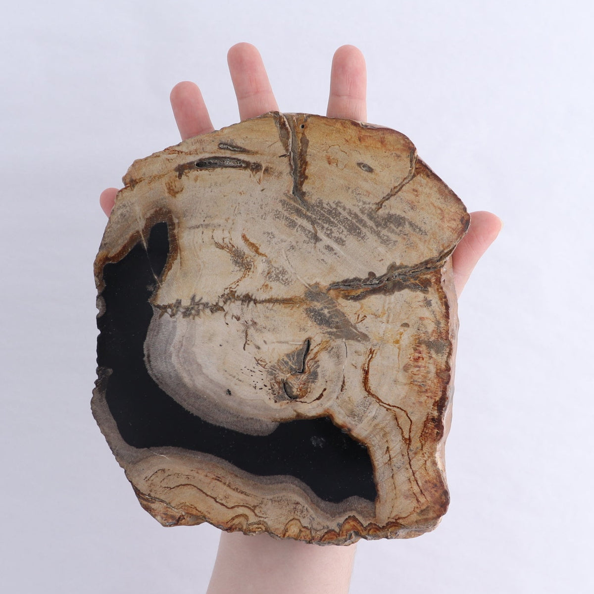 Petrified Wood Slices & Slabs Set of 3