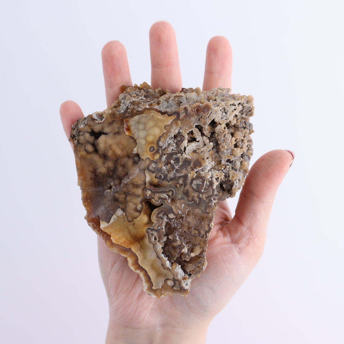 Agatized Coral Flat | Mi Esperanza Minerals | Supplier of Crystals and Onyx