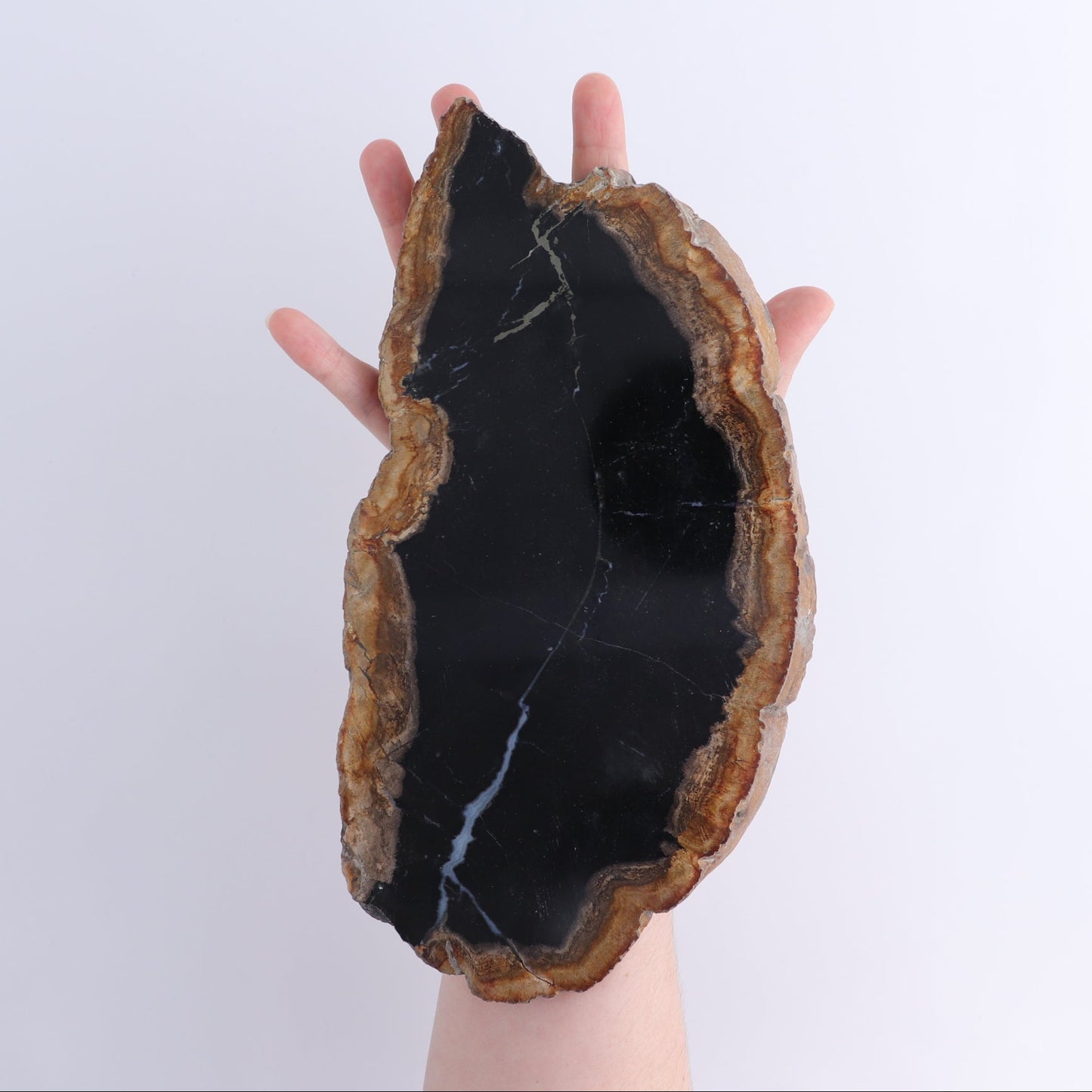 Petrified Wood Slices & Slabs Set of 4