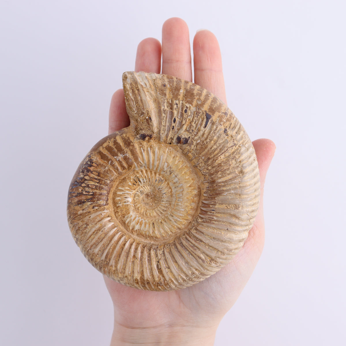 Fossilized Ammonite Set of 8 | Mi Esperanza Minerals | Supplier of Crystals and Onyx