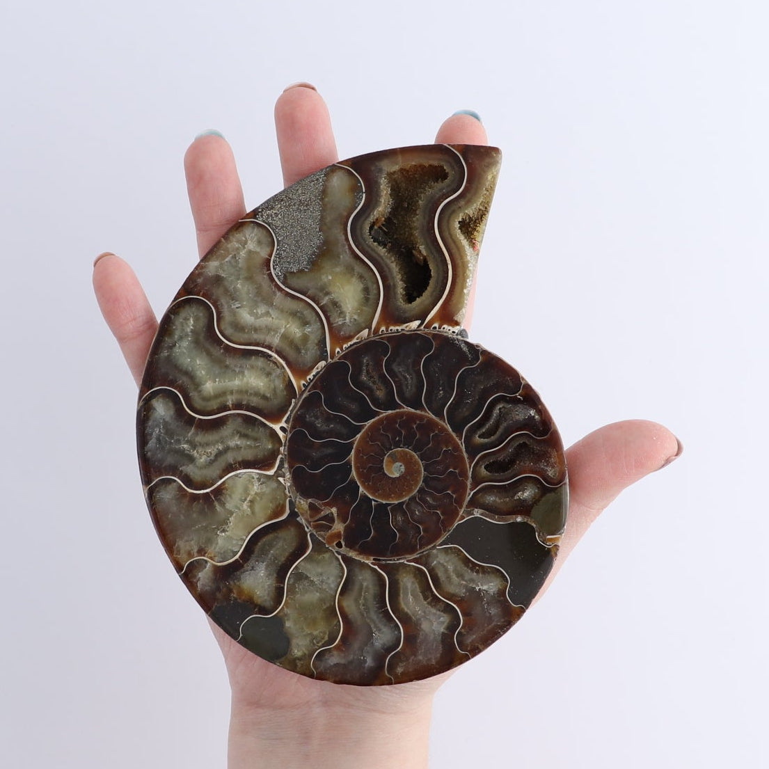 Ammonite Shells Set of 6