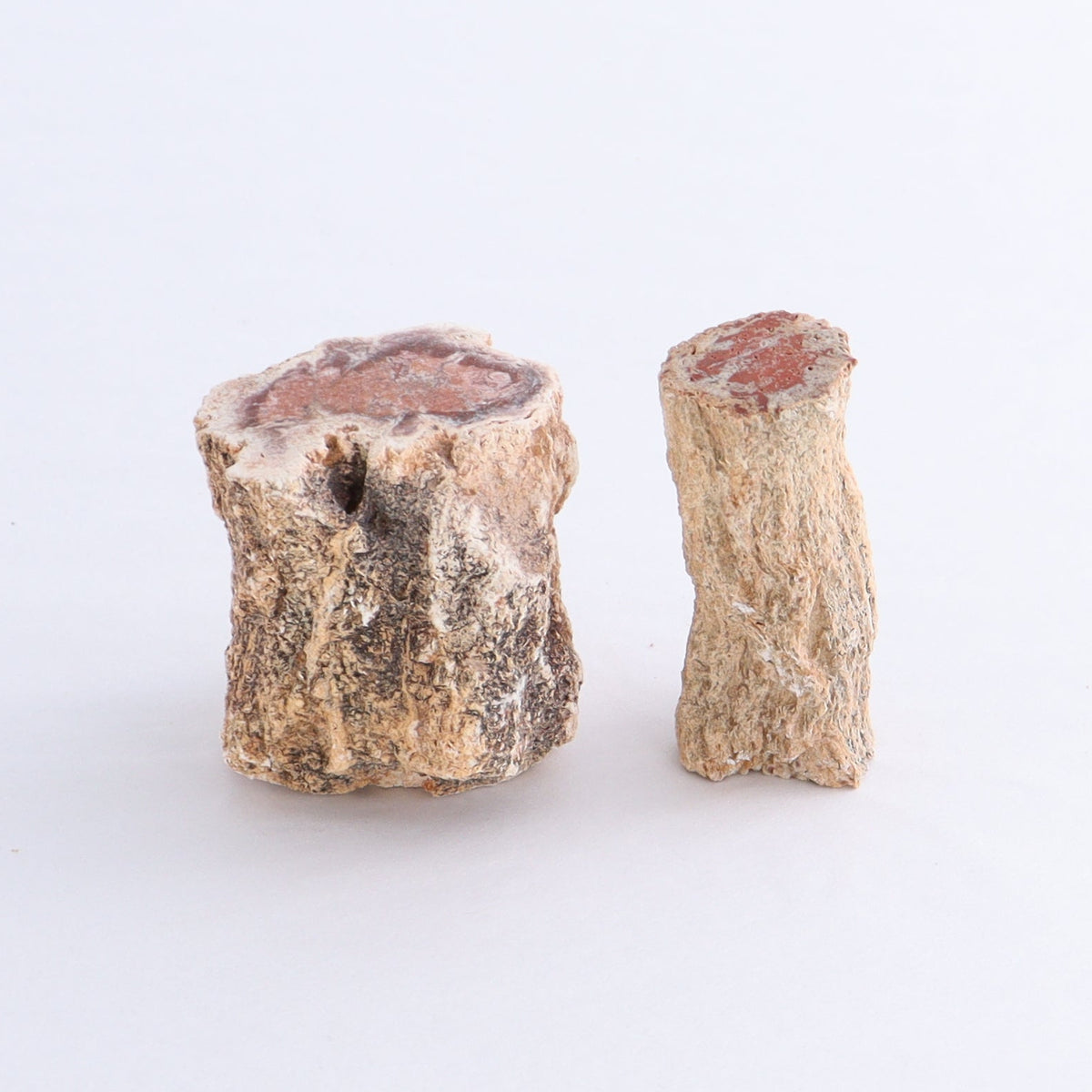 Petrified Wood Cut Bases Set of 10 | Mi Esperanza Minerals | Supplier of Crystals and Onyx